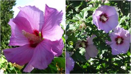 Hibiscus syriacus - Minerva Rose of Sharon - Established - 3 Plants 3.5&quot; Pot - £60.11 GBP