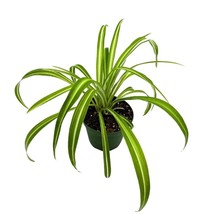 Spider Plant, Chlorophytum comosum, Ribbon Plant, in a 4 inch Pot, - £15.96 GBP
