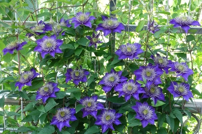 Purple Clematis Flowered Perennial Vine Huge Flowers 39 Seeds Fast Shipping - £7.07 GBP