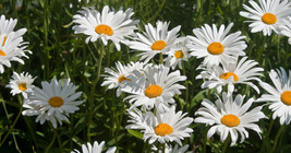 SR12Store Roman Chamomile Seeds 1000 Herb Medicinal Fragrant Groundcover Perenni - £6.48 GBP