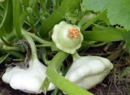 Early Scallop White Bush 20 Seeds Summer Patty Pan Squash Heirloom Free ... - £1.76 GBP