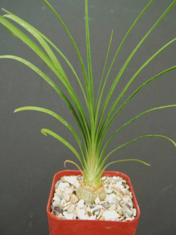 Garden Store 2&quot;&quot; Pot 2&quot;&quot; Plant Beaucarnea Recurvata Elephant Foot Ponyta... - $25.28