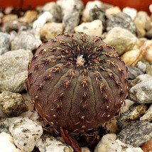 Exquisite Frailea Castanea (backebergii) 10 Seeds - Start an Asteroides Cactus G - £8.24 GBP