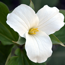 White Trillium Wildflower 50 PCS Seeds - $10.63