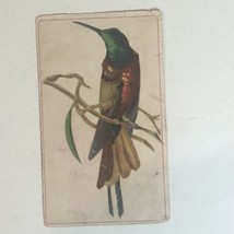 Ariossa Coffee Victorian Trade Card Bird In A Tree VTC 5 - £3.94 GBP