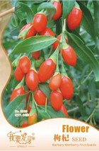 S 60 Seeds Goji Chinese Wolfberry Lycium Barbarum Murali Shrub Bush Fruit Seeds  - £7.82 GBP