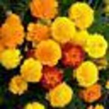 100 Seeds! French Marigold PETITE MIX Double Dwarf Flowers Heirloom USA Non-GMO - £9.74 GBP