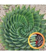 Aloe Polyphylla. Spiral Aloe seeds Professional Pack - $2.75