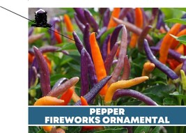25 Pcs Pepper Firework Ornamental Seeds Capscium annuum Seed - £17.48 GBP