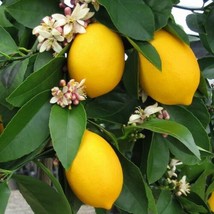 Dwarf Meyer Lemon Tree - 26-30&quot; Tall - Live Plant - Citrus × meyeri - HDY2 - £116.16 GBP