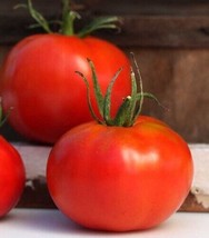 Fresh Marglobe Tomato 50 Seeds US Seller - £13.86 GBP