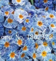 100 Pcs 100% True Europe Primula Acaulis Seed Primrose Indoor Seed Flowe... - $11.99