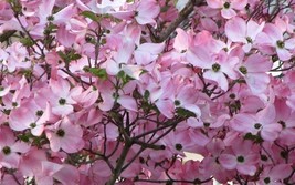 Pink Dogwood Tree 10-16&quot; Tall in a Quart Pot - £36.82 GBP