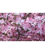 Pink Dogwood Tree 10-16&quot; Tall in a Quart Pot - $62.85 CAD