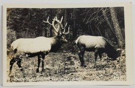 Rppc Beautiful Bull Elk Olympic Peninsula Washington Postcard R10 - £4.66 GBP