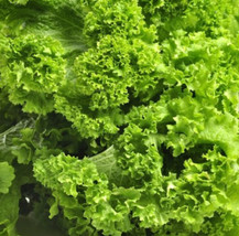 FA Store 500 Seeds Mustard Southern Giant Mild Vegetable Salads Saute Fa... - £7.96 GBP