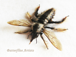 Giant Asian Bumble Bee Bombus Species XL Real Framed Entomology Shadowbox  - £58.35 GBP