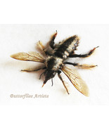 Giant Asian Bumble Bee Bombus Species XL Real Framed Entomology Shadowbox  - $102.56 CAD
