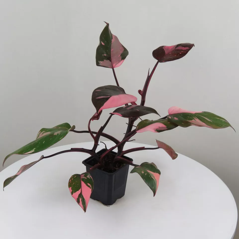 1 Live Starter Plant PINK PRINCESS Philodendron Flower for Garden - £51.48 GBP