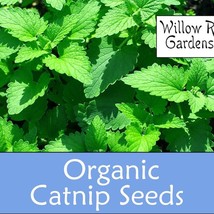 Organic Catnip Seeds 30 Seeds Herbs Catmint Seeds Plant USA SELLER - £6.00 GBP