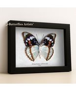 Seafoam Blue Mimathyma Schrenckii Real Butterfly Framed Entomology Shadowbox - $58.00