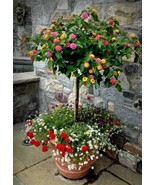 Lantana camara flower, 100 seeds - $14.19