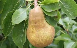 Sell 25 Merton Pride Pear Seeds US Seller - $11.61