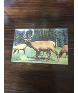 Vintage Postcard Last of the Roosevelt Elk Prairie Creek Park California - £4.42 GBP