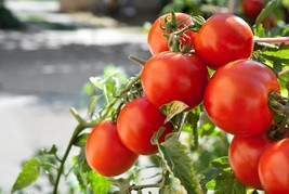 Marglobe Tomato Seeds, Heirloom, NON-GMO, Perfect Tomato, Salads, Variety Sizes - £1.33 GBP+