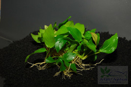 BUY 2 GET 1 FREE !!! ANUBIAS NANA GOLDEN - Aquatic Live Plants  SUPER PR... - £10.16 GBP