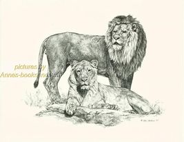 #148 LION AND LIONESS * wildlife  art print *  pen &amp; ink drawing by Jan ... - $12.50