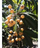 Loquat Japanese Plum Tree Plants 12”+ Tall Live Plant Fruit - £15.48 GBP