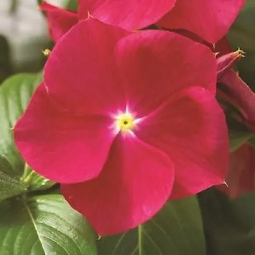 40 Vinca Strawberry Periwinkle Flower Seeds New Fresh Seeds - £16.36 GBP