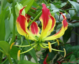 10 Seeds Gloriosa Lily Flame Lily Gloriosa Superba - £15.65 GBP