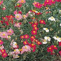 Rock Rose -Helianthemum Mutabile- Mix- 100 seeds Tera Store - £4.77 GBP