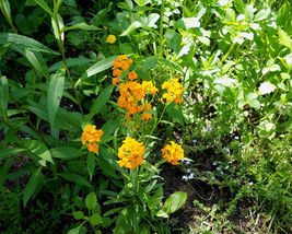 English Wallflower, yellow orange flower, 130 seeds - £6.37 GBP