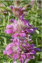 THJAR Lemon Mint Attract Hummingbirds Purple Flower 1200 Seeds - £5.98 GBP