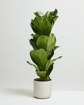 Ficus lyrata Bambino Fiddle Leaf Fig Dwarf Tree Indoor Plug Plants - £14.87 GBP