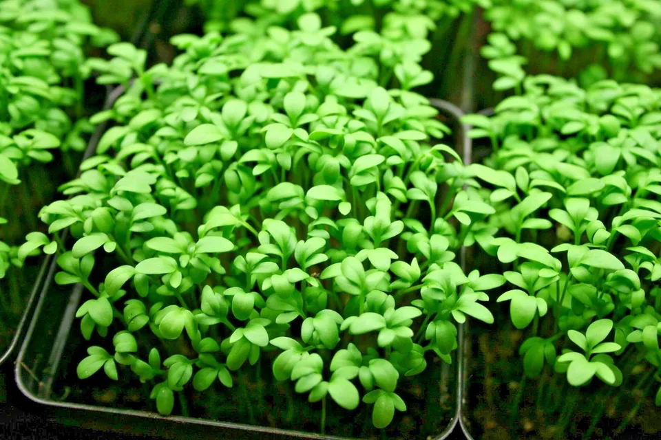 Curled Cress Organic Indoor Sprouting Shade Garden 1001 Seeds - £7.74 GBP