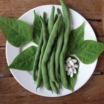 Lazy Housewife Snap Pole Bean 25 Seeds Vegetable Seeds Intro 1880 German 1880&#39;S  - £9.27 GBP