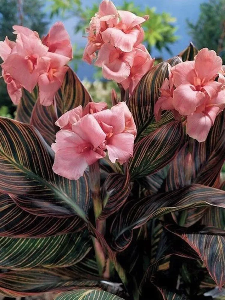Pink Sunburst Canna Lily 50 Seeds foliage in yellow, pink, and green str... - $228.24 MXN