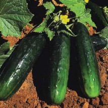 Spacemaster 80 Cucumber Garden - £9.83 GBP