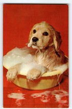 Golden Retriever Puppy Dog Takes A Bath Postcard Chrome Cute Animal Vintage - $9.98