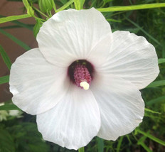 US Seller 15 Neches River Rose Mallow Seeds Hibiscus Dasycalyx Fast Shipping - $13.90