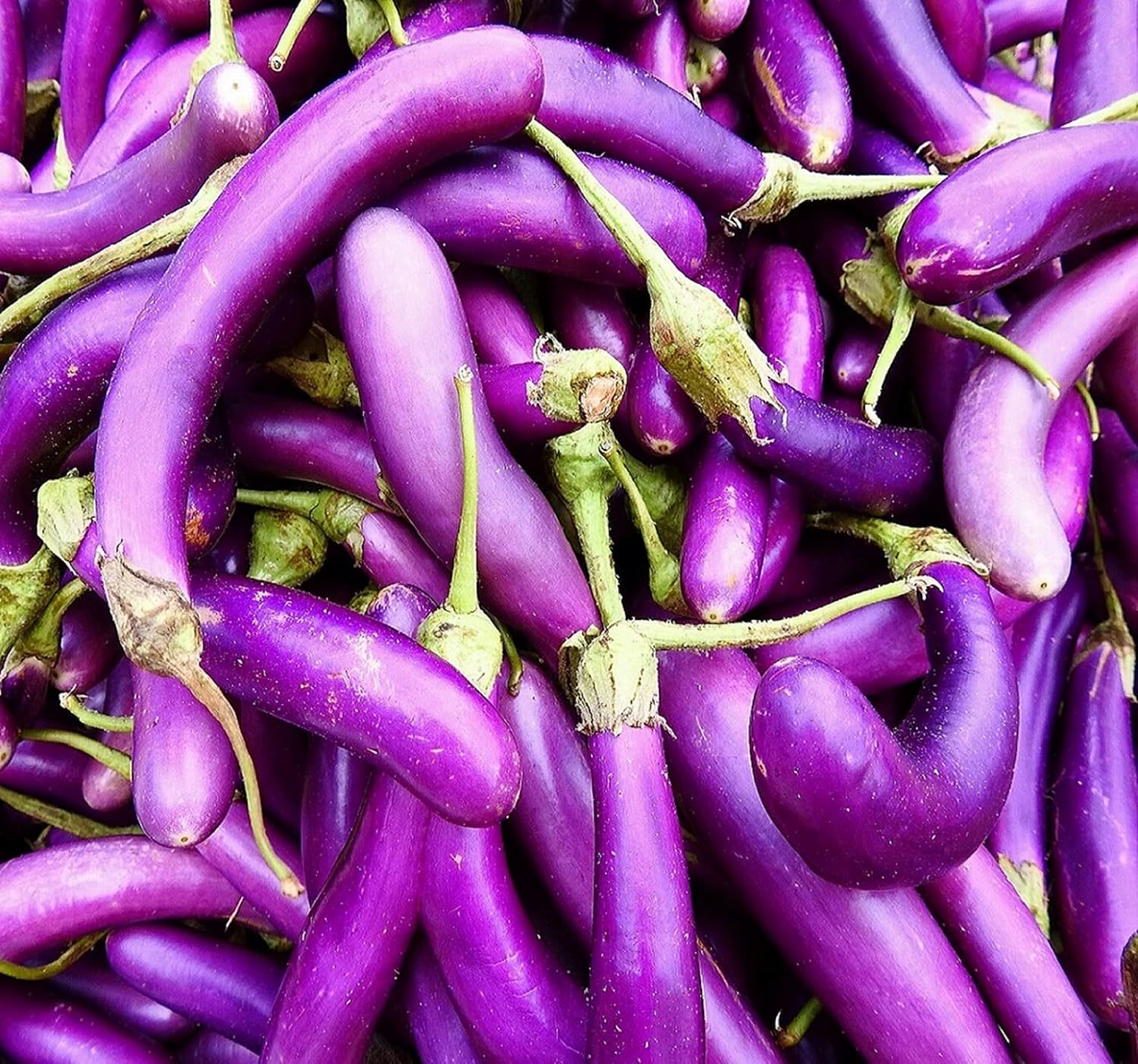 Long Purple Eggplant 125 Seeds - Heirloom, Ideal for Italian Dishes, Non... - $5.98