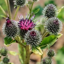 Common Burdock Arctium Minus 40 Seeds Garden USA Seeds - £5.71 GBP