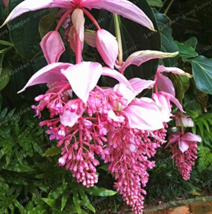 Medinilla Magnifica Very Flower Plant Decoration Flower 100 Pcs Fresh Fa... - $4.80