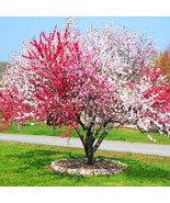 Peppermint Flowering Peach 2 To 3 Feet Ship In 6 Pot Beautiful Garden - $143.97
