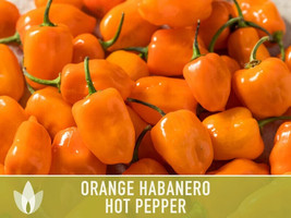 BEST 25 Seeds Easy To Grow Habanero Orange Pepper Heirloom Hot Vegetable Edible  - £7.99 GBP