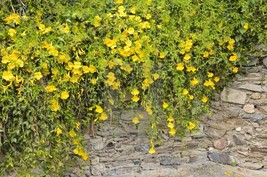 Dolichandra Unguis Cati Cats Claw Creeper Cats Claw Trumpet 20 Seeds Fre... - $13.99